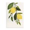 Stupell Industries Simple Yellow Country Lemon Leaf Wall Plaque Art
